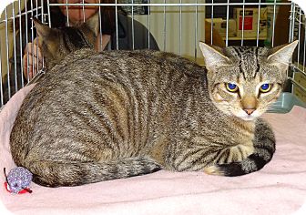 Domestic Shorthair Kitten for Sale in N. Billerica, Massachusetts - Joey Domestic Shorthair Kitten for Sale in N. Billerica, Massachusetts - Joey