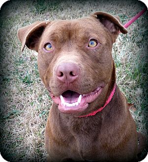American Bulldog/Labrador Retriever Mix Dog for Sale in Glastonbury, Connecticut - Henry Rollins~adopted!~ American Bulldog/Labrador Retriever Mix Dog for Sale in Glastonbury, Connecticut - Henry Rollins~adopted!~