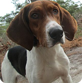 Treeing Walker Coonhound Mix Dog for Sale in Forked River, New Jersey - James Treeing Walker Coonhound Mix Dog for Sale in Forked River, New Jersey - James