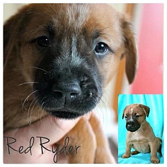 American Bulldog/American Pit Bull Terrier Mix Puppy for Sale in Westland, Michigan - Ryder American Bulldog/American Pit Bull Terrier Mix Puppy for Sale in Westland, Michigan - Ryder