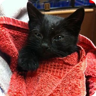 Domestic Shorthair Kitten for Sale in Pittstown, New Jersey - Rigsby Domestic Shorthair Kitten for Sale in Pittstown, New Jersey - Rigsby
