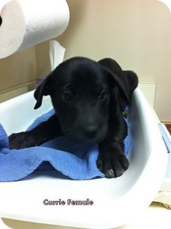 Labrador Retriever Mix Puppy for Sale in Danbury, Connecticut - Carrie Labrador Retriever Mix Puppy for Sale in Danbury, Connecticut - Carrie