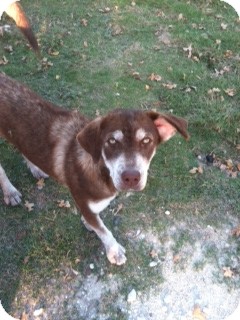 Husky Mix Dog for Sale in Granbury, Texas - Cora Kay - Courtesy Post Husky Mix Dog for Sale in Granbury, Texas - Cora Kay - Courtesy Post