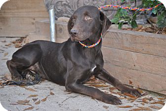 Labrador Retriever Mix Puppy for Sale in Anywhere, Connecticut - Reese Labrador Retriever Mix Puppy for Sale in Anywhere, Connecticut - Reese