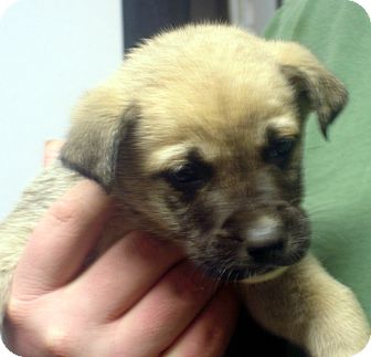 German Shepherd Dog Mix Puppy for Sale in hagerstown, Maryland - Littlefoot German Shepherd Dog Mix Puppy for Sale in hagerstown, Maryland - Littlefoot
