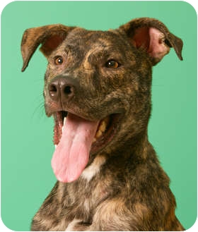 Greyhound/Great Dane Mix Dog for Sale in Troy, Michigan - Milo Greyhound/Great Dane Mix Dog for Sale in Troy, Michigan - Milo