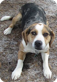 Beagle Mix Dog for Sale in Forked River, New Jersey - Lola Beagle Mix Dog for Sale in Forked River, New Jersey - Lola
