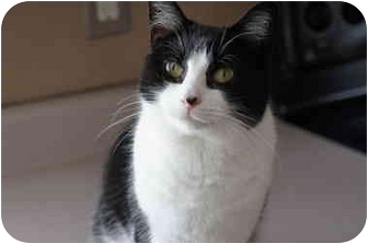Domestic Shorthair Cat for Sale in Xenia, Ohio - Chloe Domestic Shorthair Cat for Sale in Xenia, Ohio - Chloe