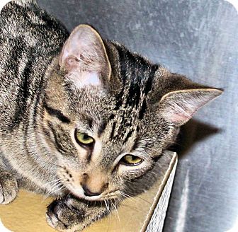 Domestic Shorthair Kitten for Sale in Morganton, North Carolina - McGee Domestic Shorthair Kitten for Sale in Morganton, North Carolina - McGee