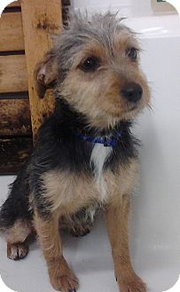 Yorkie, Yorkshire Terrier Mix Puppy for Sale in London, Kentucky - Angie Yorkie, Yorkshire Terrier Mix Puppy for Sale in London, Kentucky - Angie