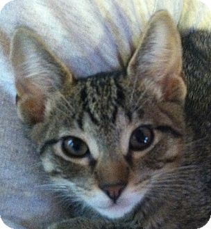 Domestic Shorthair Kitten for Sale in Winchester, California - The Domestic Shorthair Kitten for Sale in Winchester, California - The