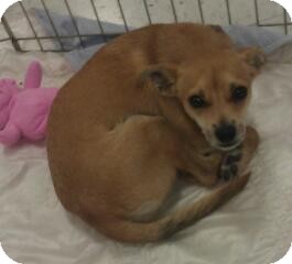 Chihuahua Mix Dog for Sale in Phoenix, Arizona - Marsha Brady Chihuahua Mix Dog for Sale in Phoenix, Arizona - Marsha Brady