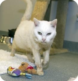 Domestic Shorthair Cat for Sale in Gainesville, Florida - Laverne Domestic Shorthair Cat for Sale in Gainesville, Florida - Laverne
