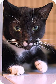 American Shorthair Cat for Sale in Victor, New York - Rosie American Shorthair Cat for Sale in Victor, New York - Rosie