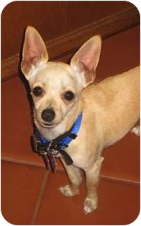 Chihuahua Mix Puppy for Sale in San Diego, California - Nick Chihuahua Mix Puppy for Sale in San Diego, California - Nick