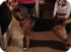 German Shepherd Dog Dog for Sale in Medford, Massachusetts - Zeus German Shepherd Dog Dog for Sale in Medford, Massachusetts - Zeus