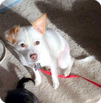 Rat Terrier Mix Dog for Sale in Boise, Idaho - Paninni Rat Terrier Mix Dog for Sale in Boise, Idaho - Paninni