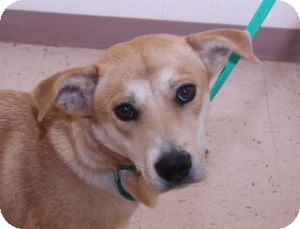 Labrador Retriever Mix Dog for Sale in Southern, Maine - Reba-URGENT in GA Labrador Retriever Mix Dog for Sale in Southern, Maine - Reba-URGENT in GA