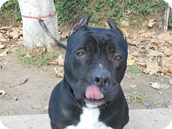 American Pit Bull Terrier Mix Dog for Sale in Chula Vista, California - Sooki American Pit Bull Terrier Mix Dog for Sale in Chula Vista, California - Sooki