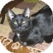 Domestic Shorthair Kitten for Sale in Vancouver, British Columbia - Kalika Domestic Shorthair Kitten for Sale in Vancouver, British Columbia - Kalika