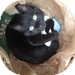 Domestic Shorthair Kitten for Sale in Vancouver, British Columbia - Conroy Domestic Shorthair Kitten for Sale in Vancouver, British Columbia - Conroy