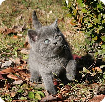 American Shorthair Kitten for Sale in Foster, Rhode Island - Balu American Shorthair Kitten for Sale in Foster, Rhode Island - Balu