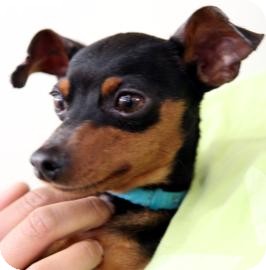 Miniature Pinscher Dog for Sale in Kettering, Ohio - Donner Miniature Pinscher Dog for Sale in Kettering, Ohio - Donner