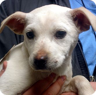 Beagle/Labrador Retriever Mix Dog for Sale in hagerstown, Maryland - Gabby Beagle/Labrador Retriever Mix Dog for Sale in hagerstown, Maryland - Gabby