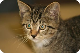American Shorthair Kitten for Sale in Spring Valley, New York - Noha American Shorthair Kitten for Sale in Spring Valley, New York - Noha