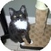 Domestic Mediumhair Kitten for Sale in Vancouver, British Columbia - Zack Domestic Mediumhair Kitten for Sale in Vancouver, British Columbia - Zack
