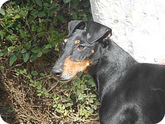 Manchester Terrier Mix Dog for Sale in Chula Vista, California - Dominic Manchester Terrier Mix Dog for Sale in Chula Vista, California - Dominic