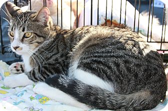 Domestic Shorthair Cat for Sale in Phoenix, Arizona - Boots Domestic Shorthair Cat for Sale in Phoenix, Arizona - Boots