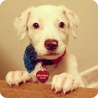 Labrador Retriever/Australian Cattle Dog Mix Puppy for Sale in Torrance, California - Blondie Labrador Retriever/Australian Cattle Dog Mix Puppy for Sale in Torrance, California - Blondie