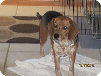 Beagle Dog for Sale in Westlake, Ohio - PRANCER Beagle Dog for Sale in Westlake, Ohio - PRANCER