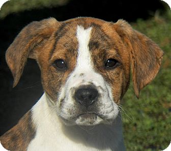 Labrador Retriever/Boxer Mix Puppy for Sale in Sussex, New Jersey - Ceasar Labrador Retriever/Boxer Mix Puppy for Sale in Sussex, New Jersey - Ceasar