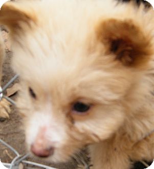 Poodle (Miniature)/Terrier (Unknown Type, Small) Mix Puppy for Sale in cumberland, Rhode Island - Amos Poodle (Miniature)/Terrier (Unknown Type, Small) Mix Puppy for Sale in cumberland, Rhode Island - Amos