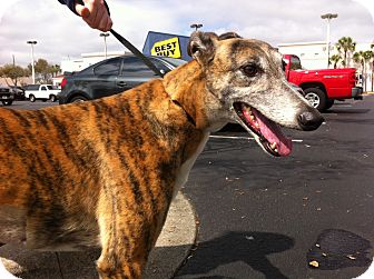 Greyhound Dog for Sale in Gainesville, Florida - Design Greyhound Dog for Sale in Gainesville, Florida - Design