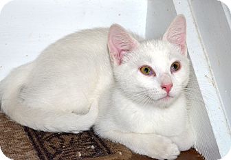 Domestic Shorthair Kitten for Sale in Xenia, Ohio - Otis Domestic Shorthair Kitten for Sale in Xenia, Ohio - Otis