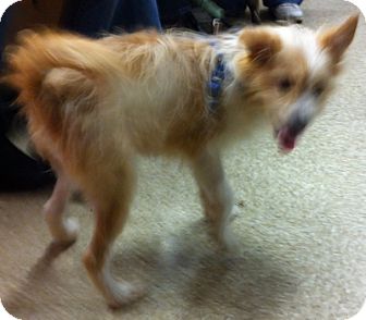 Terrier (Unknown Type, Medium) Mix Puppy for Sale in Loudonville, New York - Charlie Terrier (Unknown Type, Medium) Mix Puppy for Sale in Loudonville, New York - Charlie