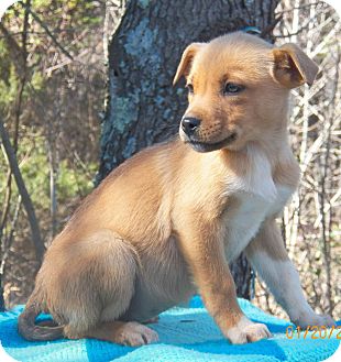 Shepherd (Unknown Type)/Labrador Retriever Mix Puppy for Sale in Sussex, New Jersey - Ariel Shepherd (Unknown Type)/Labrador Retriever Mix Puppy for Sale in Sussex, New Jersey - Ariel