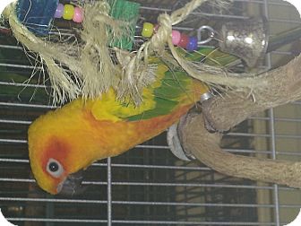Conure for Sale in Punta Gorda, Florida - Nectar Conure for Sale in Punta Gorda, Florida - Nectar