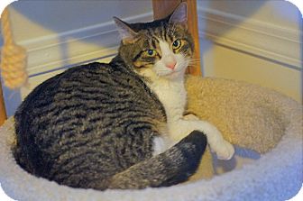 American Shorthair Cat for Sale in Victor, New York - Freddie American Shorthair Cat for Sale in Victor, New York - Freddie
