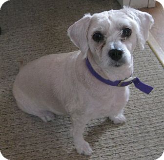 Lhasa Apso/Poodle (Miniature) Mix Dog for Sale in Prole, Iowa - Sophie Lhasa Apso/Poodle (Miniature) Mix Dog for Sale in Prole, Iowa - Sophie