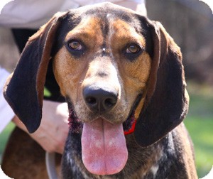 English (Redtick) Coonhound Dog for Sale in Southern, Maine - Turbo-URGENT in MD English (Redtick) Coonhound Dog for Sale in Southern, Maine - Turbo-URGENT in MD