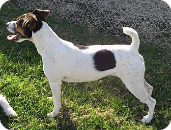 Jack Russell Terrier Dog for Sale in Scottsdale, Arizona - JASMINE Jack Russell Terrier Dog for Sale in Scottsdale, Arizona - JASMINE