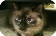Ragdoll Cat for Sale in Ennis, Texas - Kethry Ragdoll Cat for Sale in Ennis, Texas - Kethry