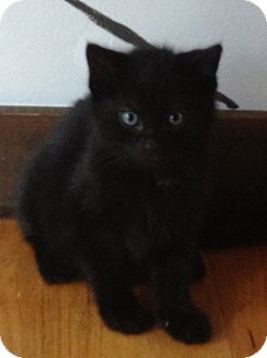 Domestic Shorthair Kitten for Sale in Salem, New Hampshire - Winston&Siblings Domestic Shorthair Kitten for Sale in Salem, New Hampshire - Winston&Siblings