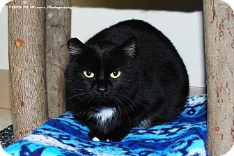 Domestic Shorthair Cat for Sale in Lincoln, Nebraska - Magic Domestic Shorthair Cat for Sale in Lincoln, Nebraska - Magic