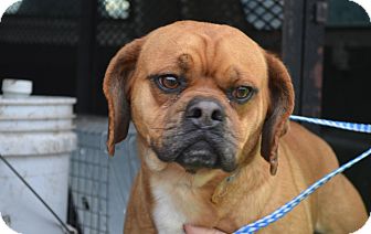 Pug/Beagle Mix Dog for Sale in New cumberland, West Virginia - Mojo Pug/Beagle Mix Dog for Sale in New cumberland, West Virginia - Mojo