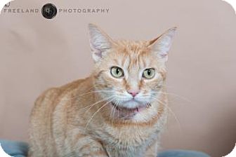 Domestic Shorthair Cat for Sale in Jackson, Michigan - Cuddlebug Domestic Shorthair Cat for Sale in Jackson, Michigan - Cuddlebug